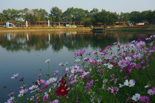 花卉