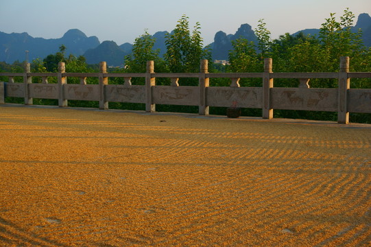 曬谷場(chǎng)
