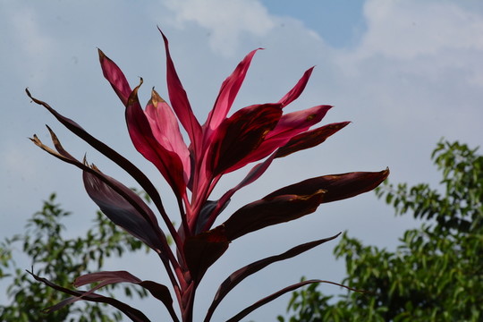 紅葉
