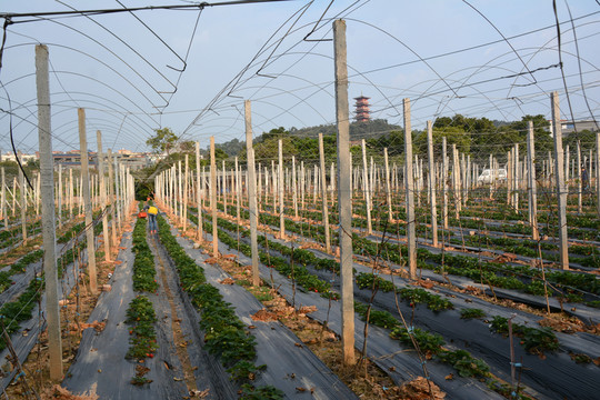 草莓園