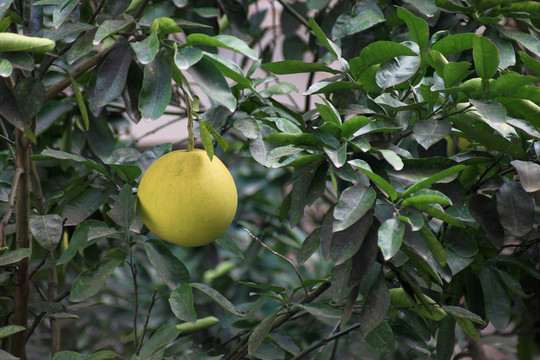 柚子樹高清