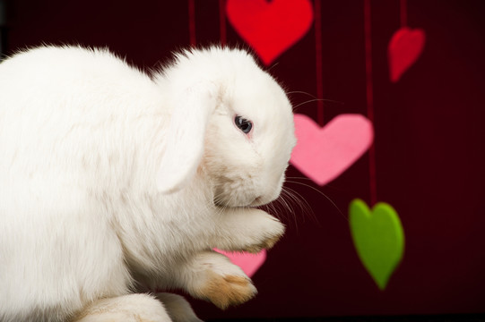 動物