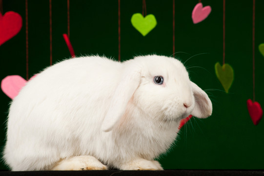 動物