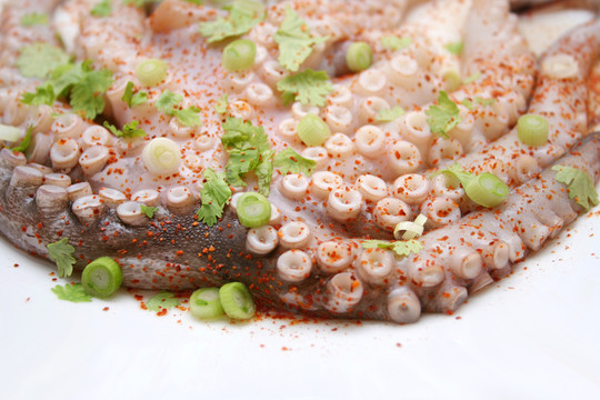 章魚