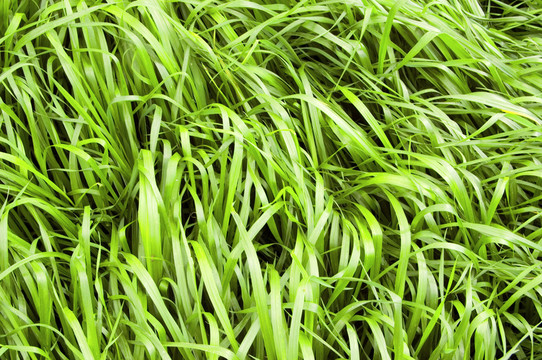 美麗的