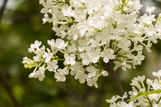 白色丁香花