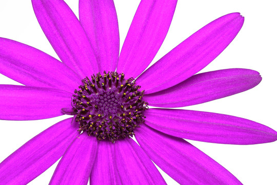 senetti pericallis  - 粉紅色