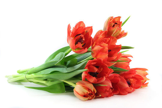tulpenstrau？