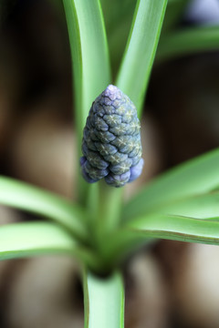 藍(lán)色