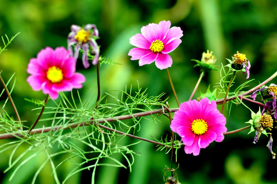 格桑花