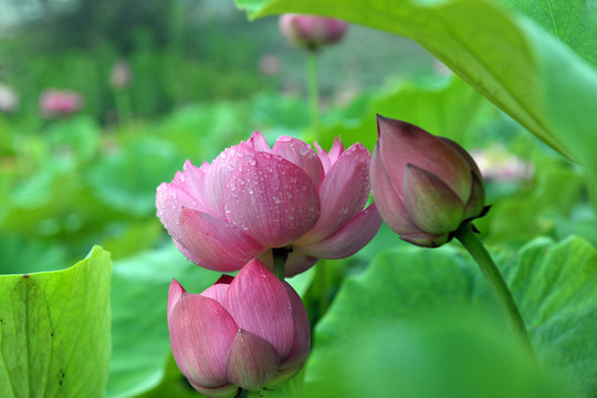 荷花