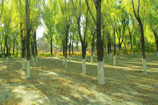 秋天樹(shù)林