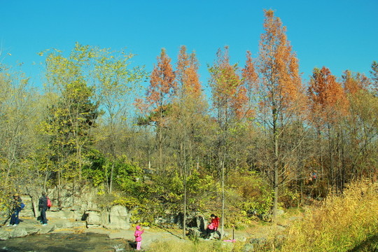 深秋紅杉樹