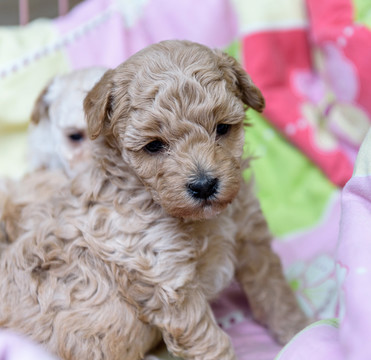 新生犬 狗寶寶