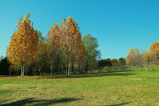 深秋公園