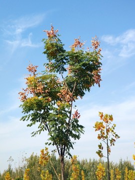 秋天欒樹(shù)