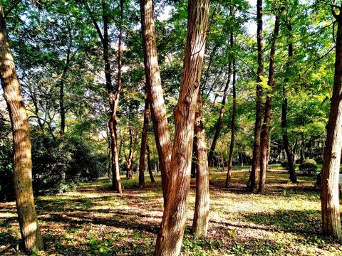 南京鳳凰山公園