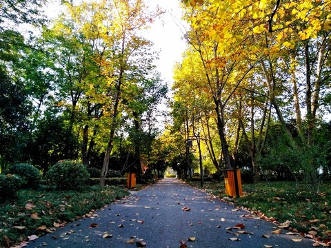 南京鳳凰山公園