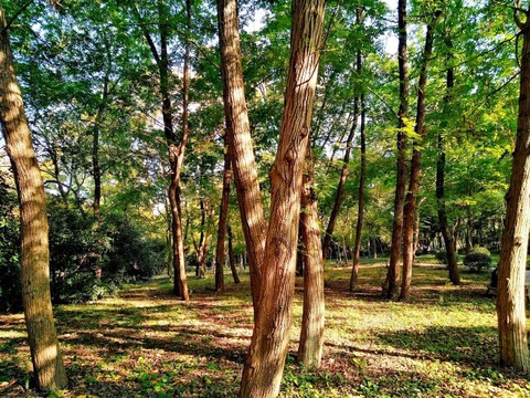 南京鳳凰山公園