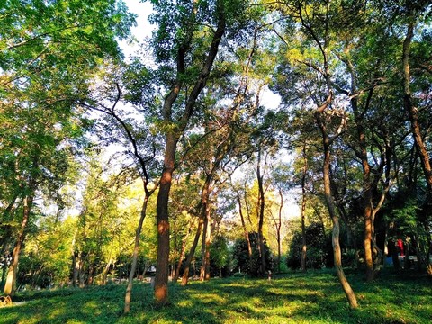 南京鳳凰山公園