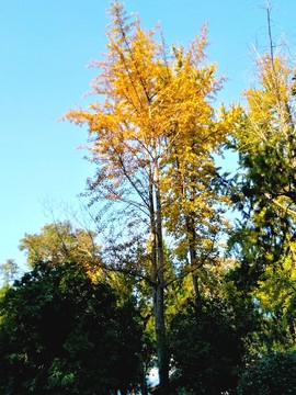 南京鳳凰山公園