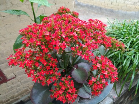 滿堂紅
