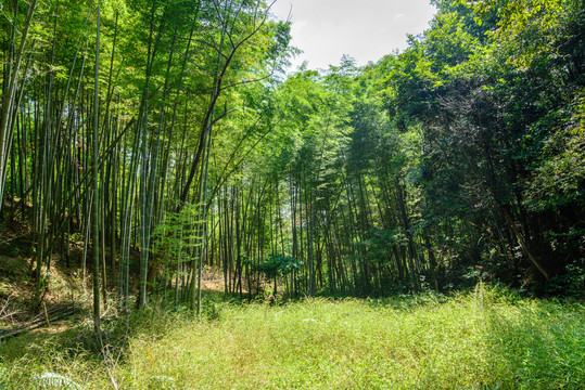 陽光草地竹林