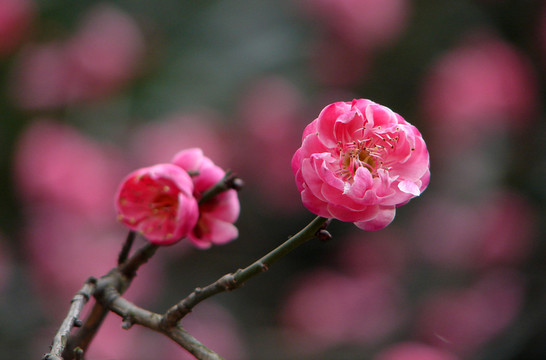 紅梅花
