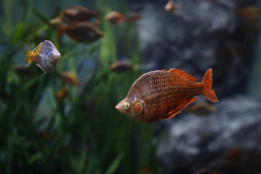 澳大利亞的彩虹魚