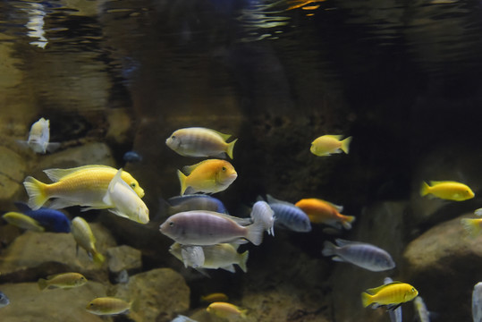 一群小魚