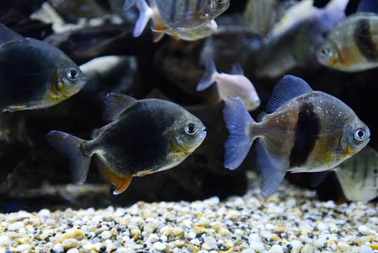 粗線銀板魚