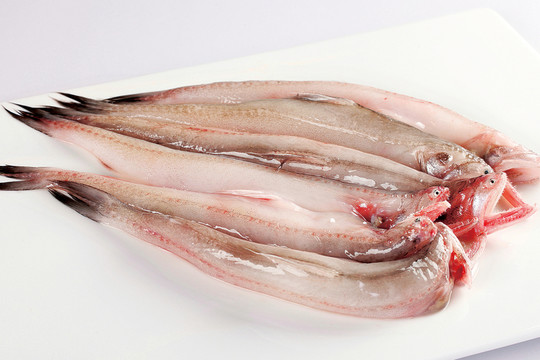 九吐魚