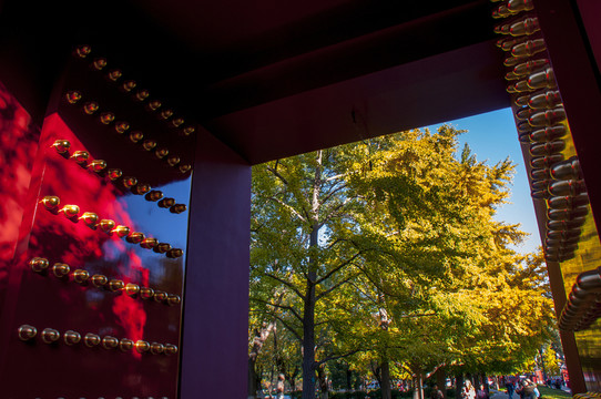 北京地壇公園 銀杏大道