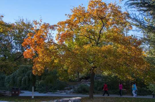 北京地壇公園 秋色