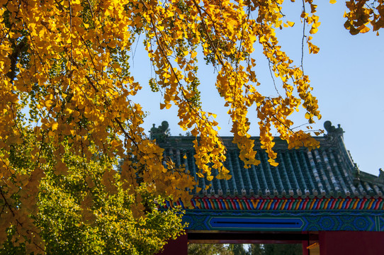 北京地壇公園 秋色