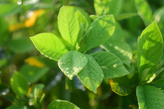 草 露珠