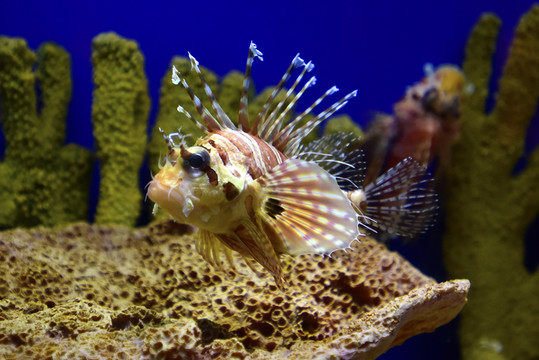 水里的獅子魚