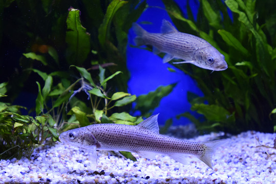 水里的小魚(yú)