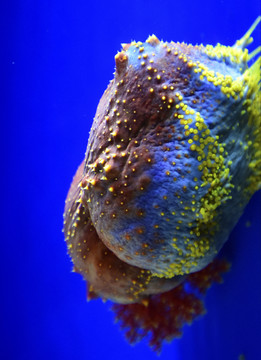 海蘋果 海參