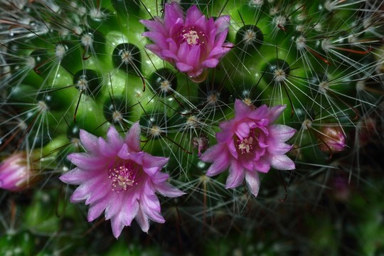 仙人掌花