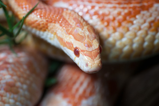 pantherophis guttatus