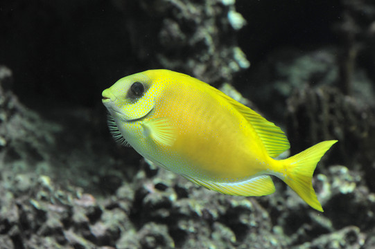 魚(yú)