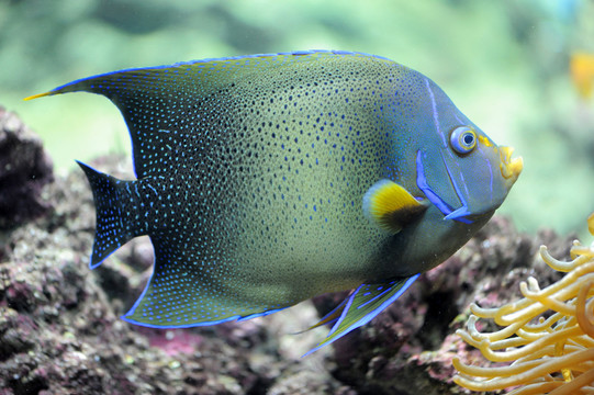 魚