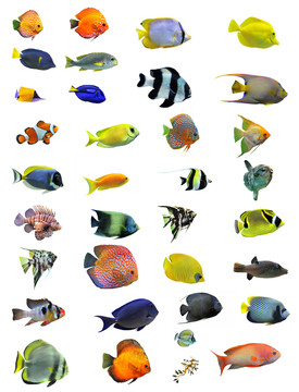 魚
