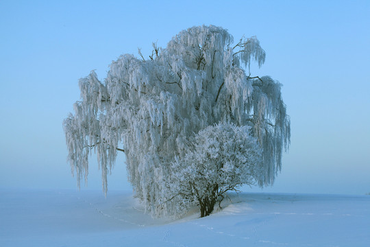 樹群在雪中的