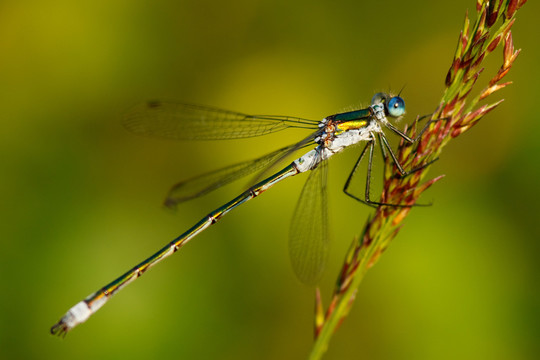 共同binsenjungfer  -  lestes sponsa
