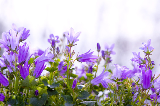 花園