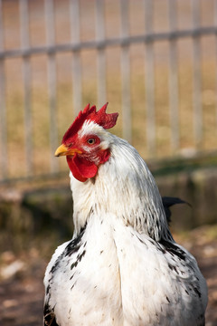 hahn frontal