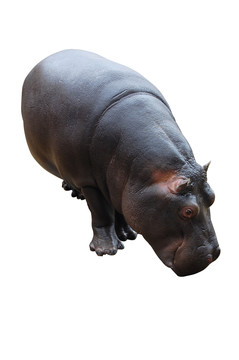 動物