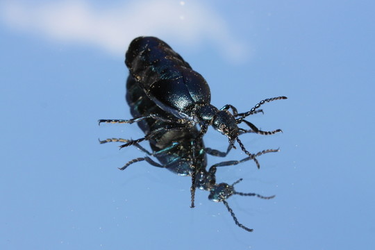 藍(lán)色anaspis